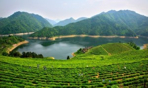 2021湖南茶叶乡村振兴“十大领跑品牌”之安化黑茶:安化黑茶扬万里 茶马古道展新颜